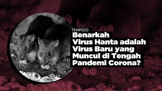 [Cek Fakta] Benarkah Virus Hanta adalah Virus Baru yang Muncul di Tengah Pandemi Corona?