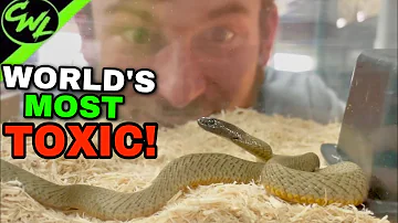 INLAND TAIPAN UPDATE!!