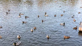 TENET ducks