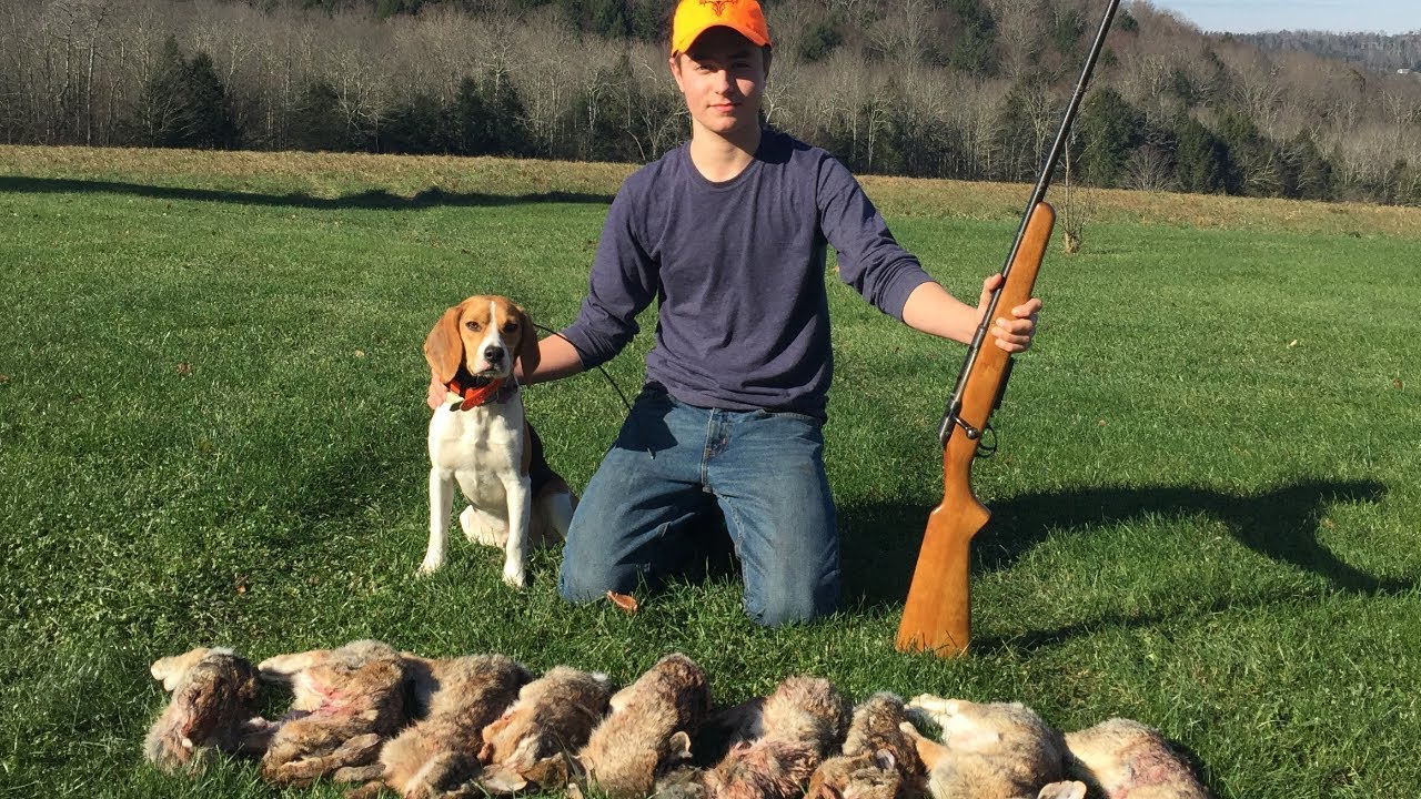 Hunting Rabbits With Great Beagles Youtube