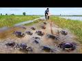 Traditional fishing fish &amp; catch crabs snails at rice field when flood in rainy
