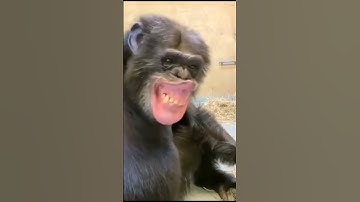 Funny monkey makes you laugh#funnyvideo#funny#shorts#viralshort#monkey#trending#youtubeshorts
