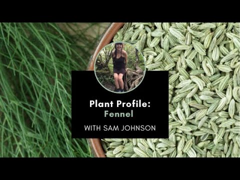 Plant Profile: Fennel with Sam