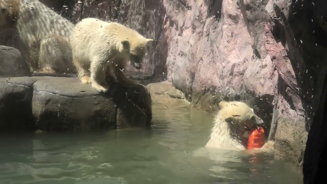 うみ そら 生後178日齢＋ポーラママ 八木山動物公園 ホッキョクグマ