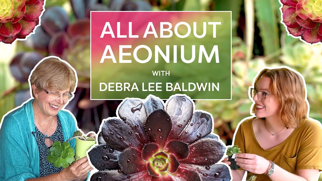 All About AEONIUM with Debra Lee Baldwin