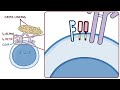 B cell activation, differentiation, and contraction