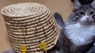 お気に入りを見つけた猫 ノルウェージャンフォレストキャット