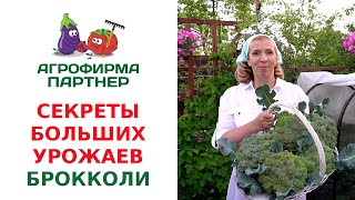 СЕКРЕТЫ БОЛЬШИХ УРОЖАЕВ БРОККОЛИ