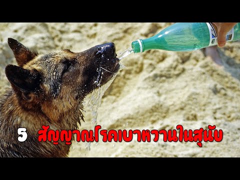 5 สัญญาณโรคเบาหวานที่เกิดขึ้นในสุนัข (สาระสั้น EP.8)