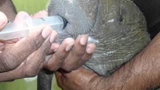 West Indian Manatee - A Documentary