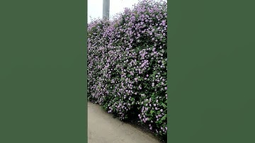 cây ngũ sắc tím trồng rủ ban công, tường rào siêu đẹp. LH 0964-634-369