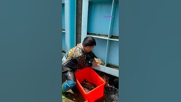 Cá Lớn - chép Khủng mắc kẹt trên cửa xả lũ 😱 #khacthuyvlogg