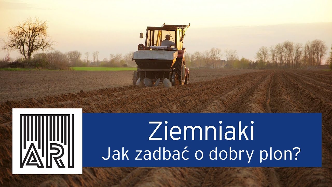 Jarzynki i Przyjaciele - Ziemniak Zbys (Audio) ft. Radoslaw Liszewski