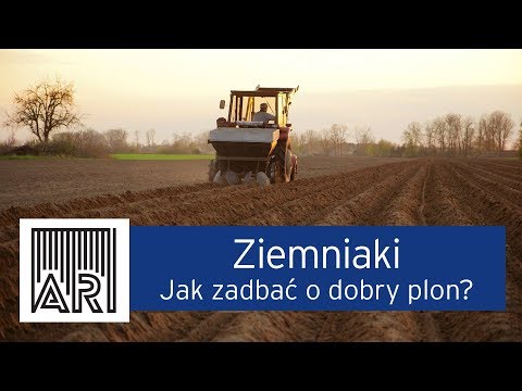 Wideo: Uprawiamy Drugi Plon Ziemniaków
