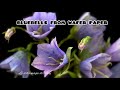 Bluebell from wafer paper