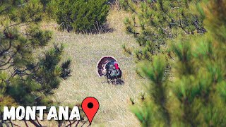 MONTANA is a GREAT PLACE to hunt TURKEYS!