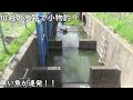 川越の水路で黒い魚が釣れる
