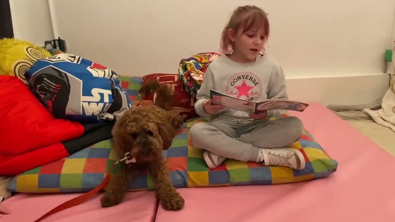 Lolley the School Dog