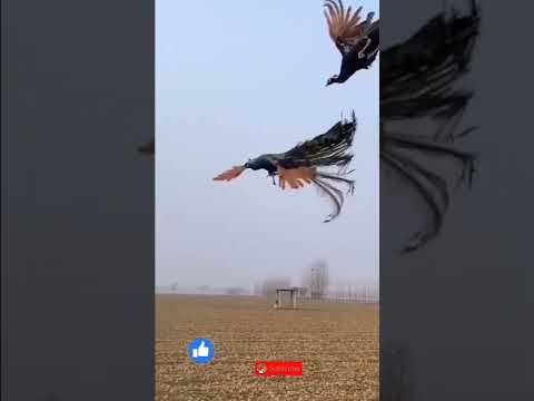 the peacock ||flying on sky#short #youtubeshort flyingpeacock