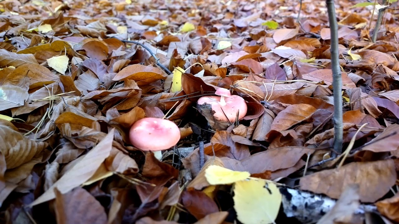 Kirschroter Spei-Täubling   Gift Pilz     11.2020 Brandenburg