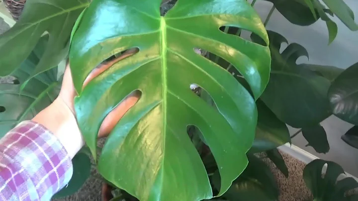 May 2020 Houseplant Tour/ Huge Golden Pothos Update!