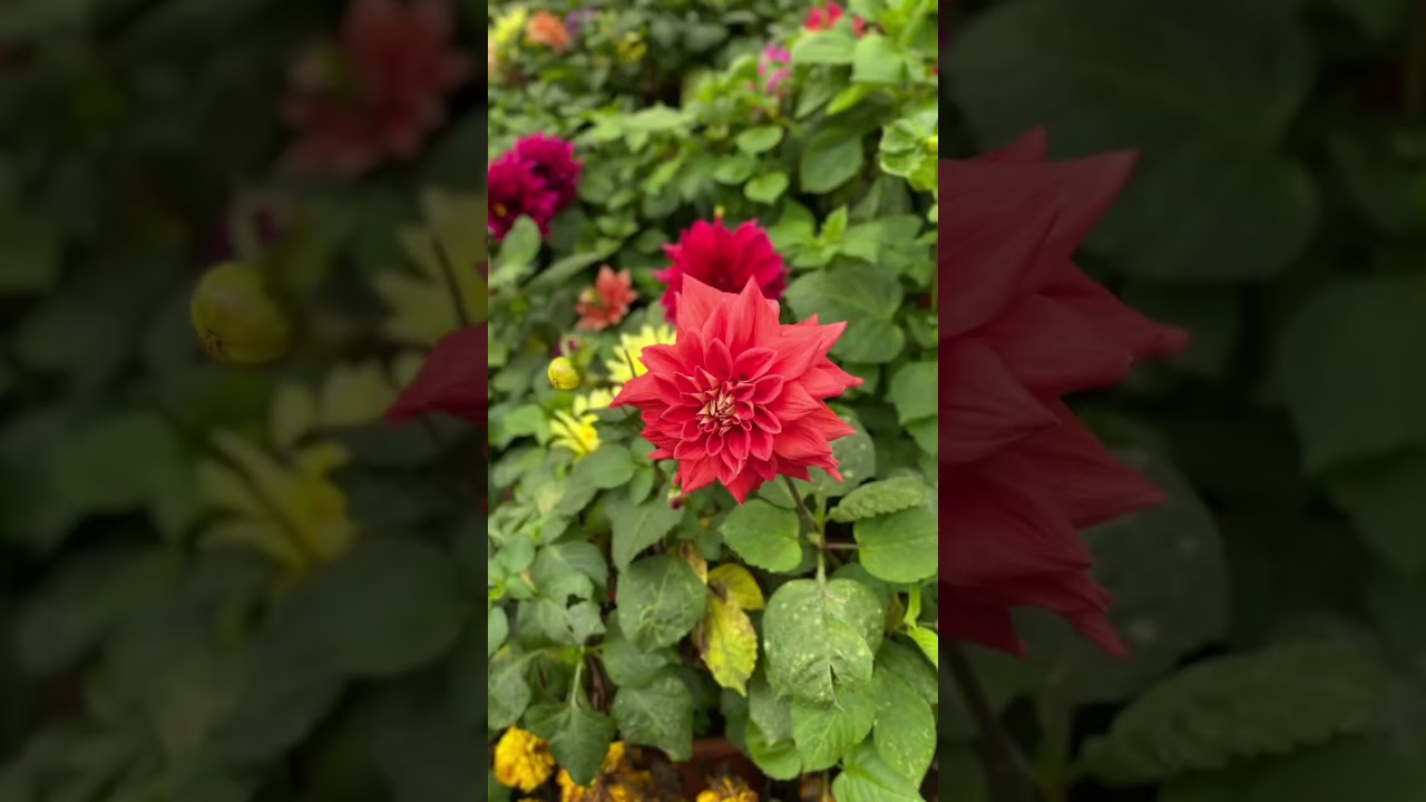 Ooty Botanical Garden 