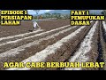 Part 1pemupukan dasar bedengan cabe  cara menanam cabe