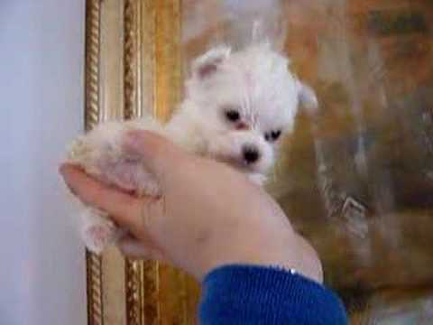 super tiny tea cup mirco pocket maltese puppies www.exquisitepuppies.com