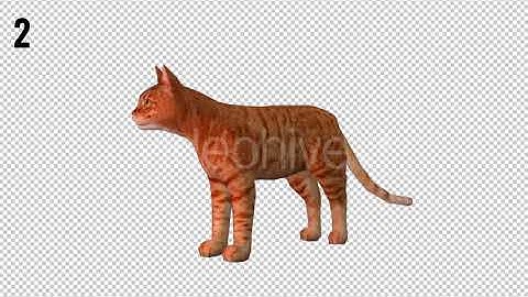 Cat Looped | Motion Graphics - Envato elements