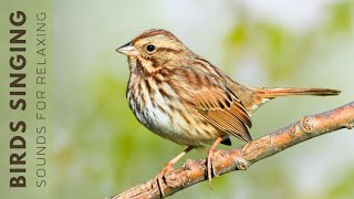 Birds Singing Without Music - Relaxing Nature Sounds, Relieve Stress, Deep Sleep