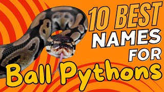 10 Best Names for Ball Pythons🐍✨