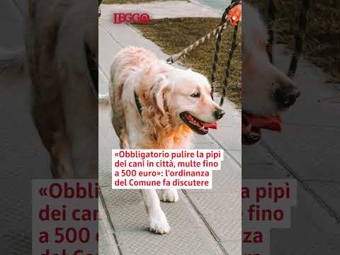 Video L'ordinanza comunale: «Obbligatorio pulire la pipì dei cani in città, multe fino a 500 euro»