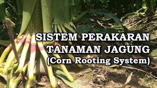 Membedah System Perakaran Tanaman Jagung (Corn Rooting Sysyems)