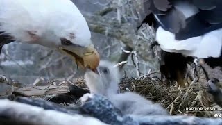 Decorah Eagles~Dinner together in the nest 💞~2023\/04\/18