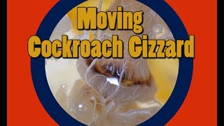 Working Cockroach Gizzard (Proventriculus) - Digestive system dissection