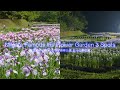 新潟の風景 花の名所 あやめ園3選 瓢湖あやめまつり・しらさぎ森林公園花菖蒲まつり・五十公野公園 しばたあやめまつり Japan 4K Niigata Iris Flower Festival