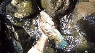 Pesca de orilla en río, Guapotes, Machacas y Viejas, GoPro Silver 4 Fishing .