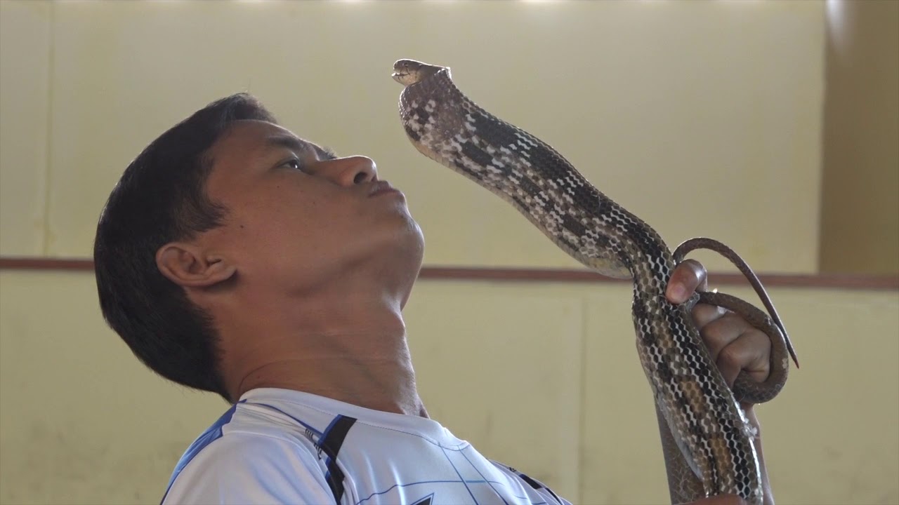 Змеи пхукета Змеи пхукета