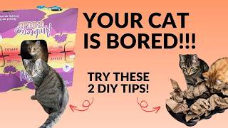 2 Easy DIY Cat Enrichment To Prevent Boredom & Cost $0