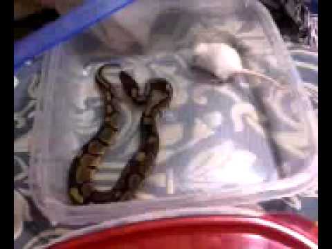 BABY BALL PYTHONS EATEN LIVE MICE.