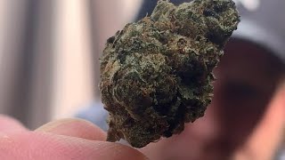STRAIN REVIEW!! Powdered doughnuts & kushkush….. prescription cannabis. 🇬🇧