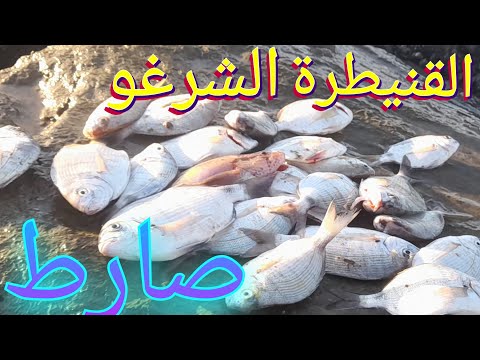 أقوى صيد للشرغو في القنيطرة مفاجأة في نهاية الفيديو