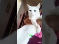 Meu gato dps de eu brigar com ele  #foryou #schorts #cat #trending #pets #music #bichos #funny #cut