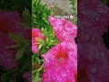 Lost In The Serenity Of These Pink PetalsрџЊёрџЊё Garden Flowers Nature Beautiful Clipsрџ рџЊёрџЊјрџЊїрџЊї Lost In The Serenity Of These Pink PetalsрџЊёрџЊё Garden Flowers Nature Beautiful Clipsрџ рџЊёрџЊјрџЊїрџЊї