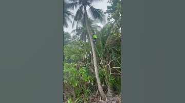 🇵🇭 🌴 Amazing guy climbing down tree after dropping a coconut in #Boracay #philippines #travelvlog