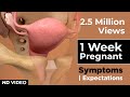 1 Week Pregnant Baby Development - Pregnancy Symptoms Week by Week