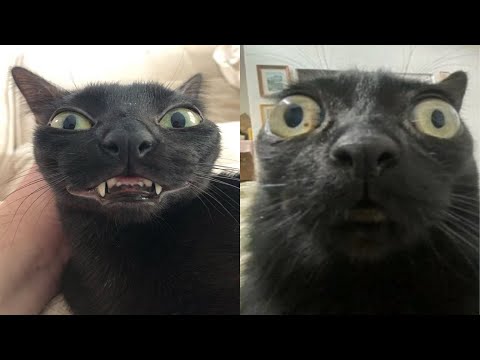 Try Not To Laugh 🤣 New Funny Cats And Dog Video 😹 - Just Cats Part 40