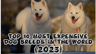 Top 10 Most Expensive Dog Breeds in the World (2023)