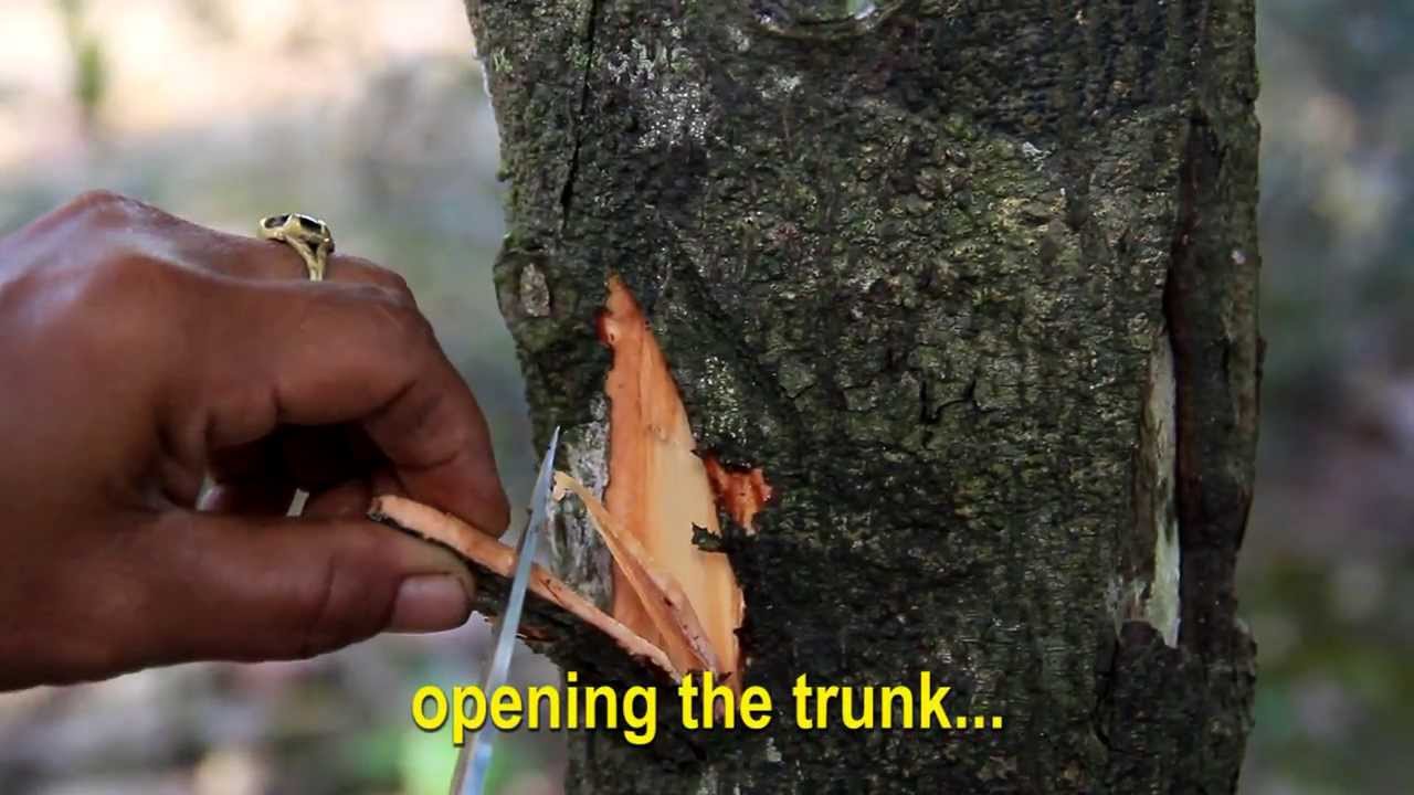 step by step side grafting (draft) YouTube