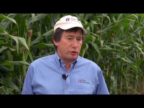 Video: Fertilizer Ammonium Sulfate: Application In The Garden, Composition, Use For Wheat In The Fall. What Is It Needed For? Instructions For Use